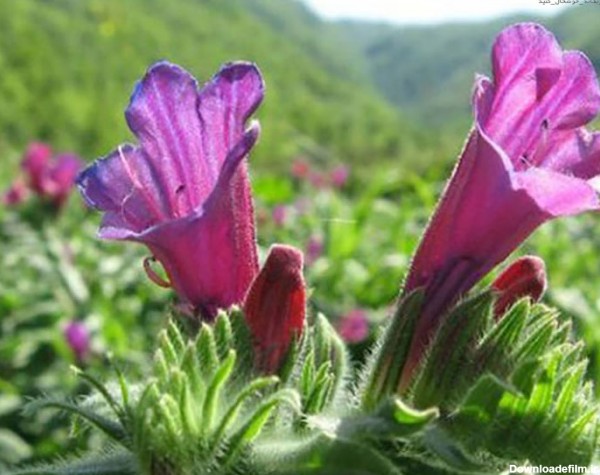 گیاهان دارویی مناطق کوهستانی | گل گیفت