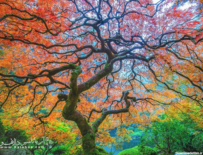 عکس درخت | تصاویری از 16 درخت زیبا در جهان