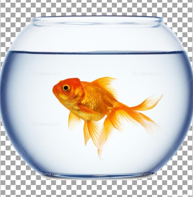 عکس ماهی قرمز