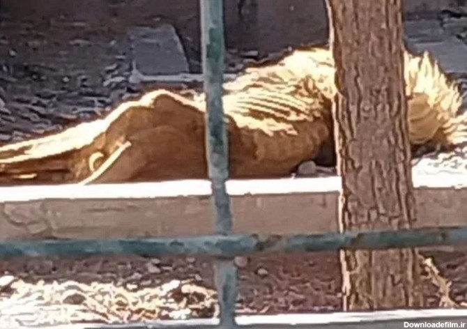 وضعیت عجیب یک شیر در باغ وحش مشهد جنجالی شد+عکس
