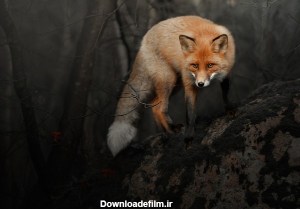 والپیپر روباه - fox wallpaper 2020 - ای اس دانلود
