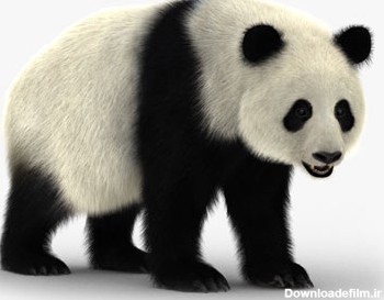 عکس خرس پاندا بزرگ aks khers panda