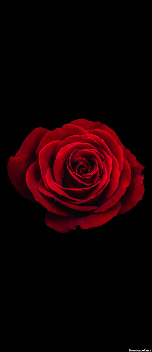 بک گراند گل رز قرمز با کیفیت HD