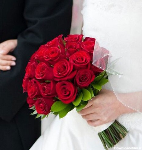 عکس گل سرخ عروس