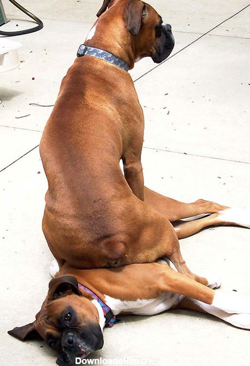عکس های خنده دار سگ ها - مجله تصویر زندگی