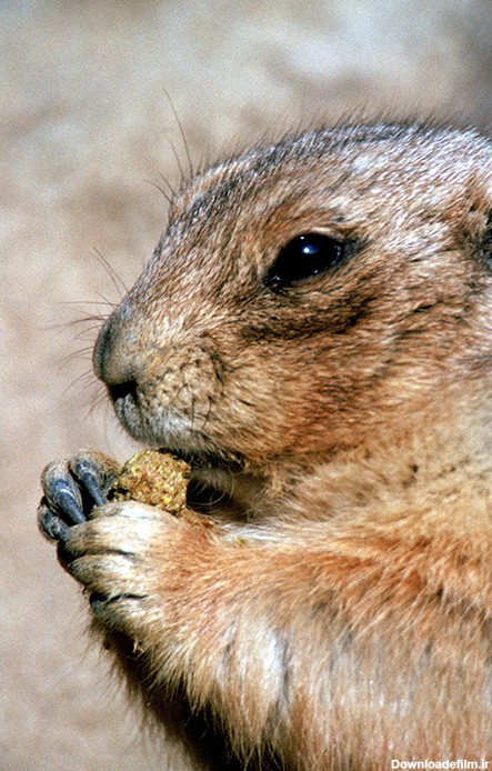 عکس سنجاب در حال غذا خوردن - مسترگراف