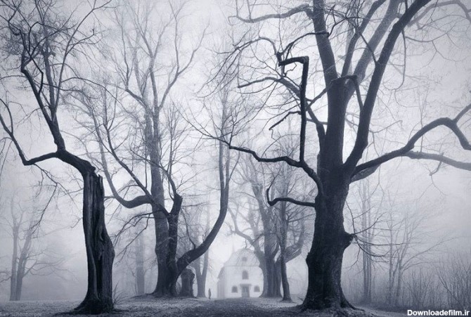جنگل مه آلود - گوشه