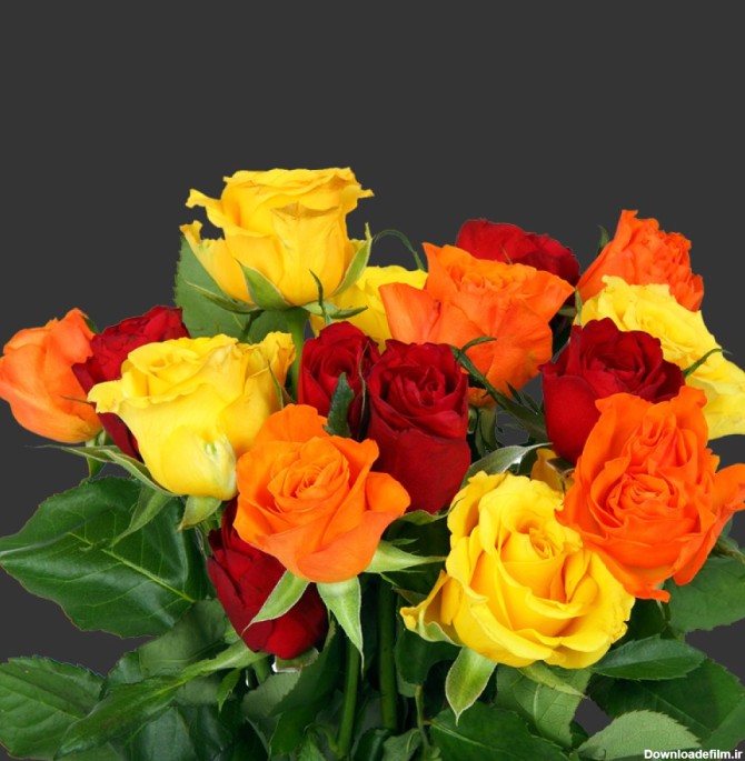 دانلود رایگان عکس 5k دسته گل های رز رنگی با کیفت | گیاهان | فایل آوران
