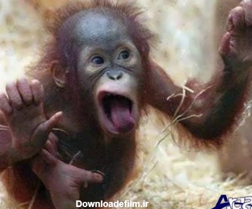 گالری عکس میمون های بامزه و خنده دار