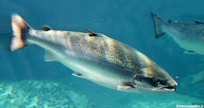 ماهی آزاد دریای خزر – فروشگاه لوازم ماهیگیری آنزوپلاس
