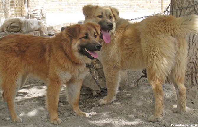 آشنایی با سگ سرابی اصیل و نکات طلایی شناسایی نژاد این سگ