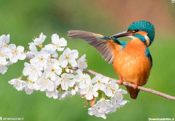 مشرق نیوز - تصاویر زیبا از بهار حیوانات