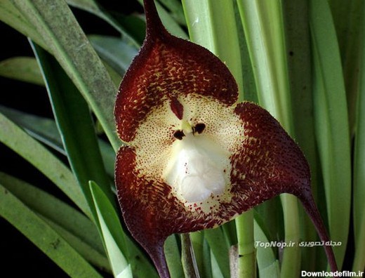 گلی که شبیه چهره میمون است