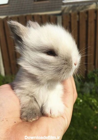 عکس خرگوش فنجانی