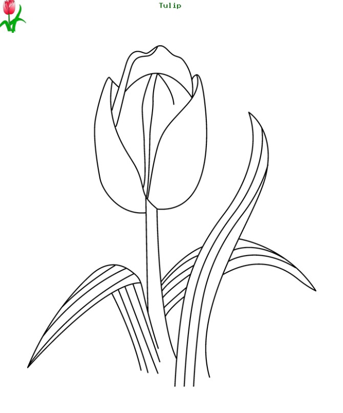 طرح گل لاله برای رنگ آمیزی ( دهه فجر)