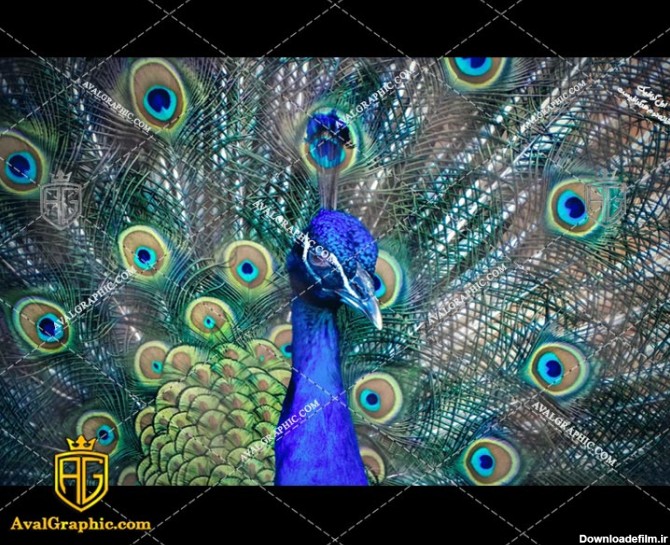 عکس با کیفیت طاووس زیبا