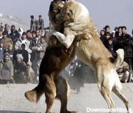 بازداشت ۱۷ نفر به اتهام حیوان‌آزاری و برگزاری مسابقه جنگ سگ‌ها