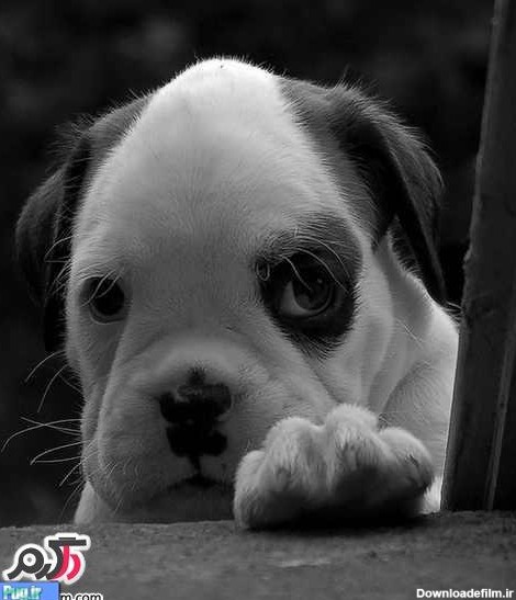پرشین پت > > عکس های زیبا و دوست داشتنی از سگ های بامزه