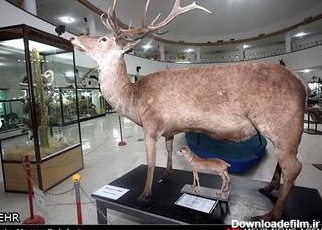 بازدید از موزه تاریخ طبیعی شیراز رایگان شد - خبرگزاری مهر | اخبار ...