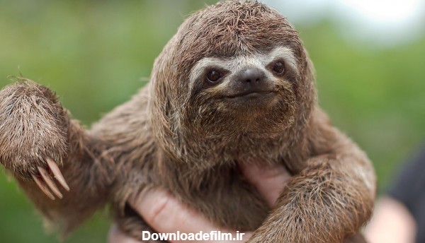 تصویر بامزه خرس تنبل sloth wallpaper