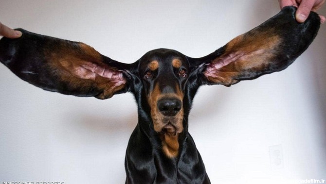 سگی که به لطف گوش‌ های عجیب و بلندش در گینس ثبت شد