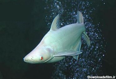 ماهی فنکوس ( پنگوسی ) ( Pangasius )