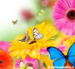 دانلود والپیپر بوکه پروانه پروانه گل ژربرا