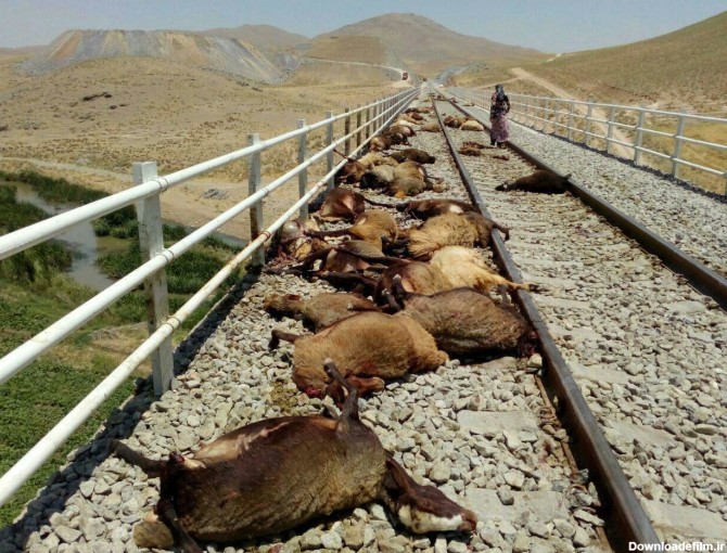 برخورد قطار کرمانشاه مشهد با گله گوسفندان (عکس)