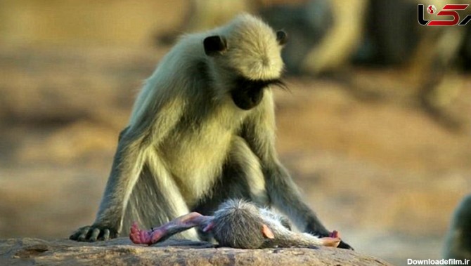 واکنش شگفت‌آور میمون‌ها به مرگ ربات میمون‌نما+فیلم و عکس