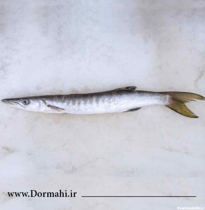 ماهی چنگو دم زرد ( دوولمی/شیرنیزه/باراکودا ) | فروشگاه آنلاین دُرماهی