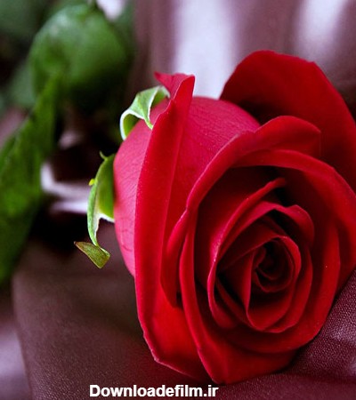 گالری عکس گل رز قرمز؛ عکس هایی جدید و فوق العاده برای پروفایل | ستاره