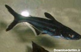 معرفی ماهی Pangasius پنگوسی گیاهخوار