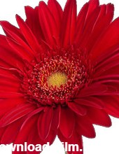 گل ژربرا قرمز | رضوان مرجع خرید تاج گل اینترنتی و آنلاین