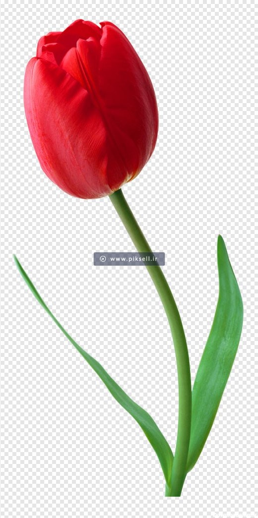 تصویر دوربری شده png گل لاله سرخ (نماد شهدا)