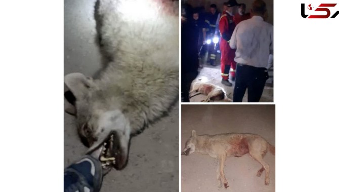 حمله خونین یک گرگ به 6 نفر در اردستان + عکس و جزییات