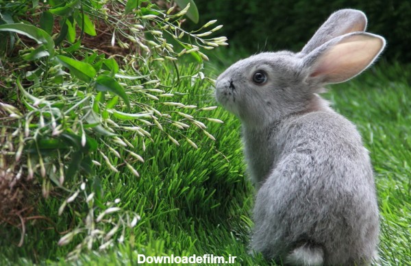 تصویر خرگوش خاکستری بامزه در حال بازیگوشی در طبیعت سرسبز