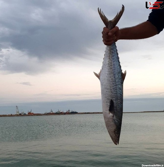 صید ماهی شیر در صیدگاه‌های خوزستان ممنوع می‌شود