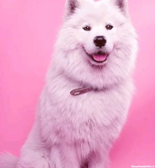 مادل جدید سگ هاسکی - عکس ویسگون