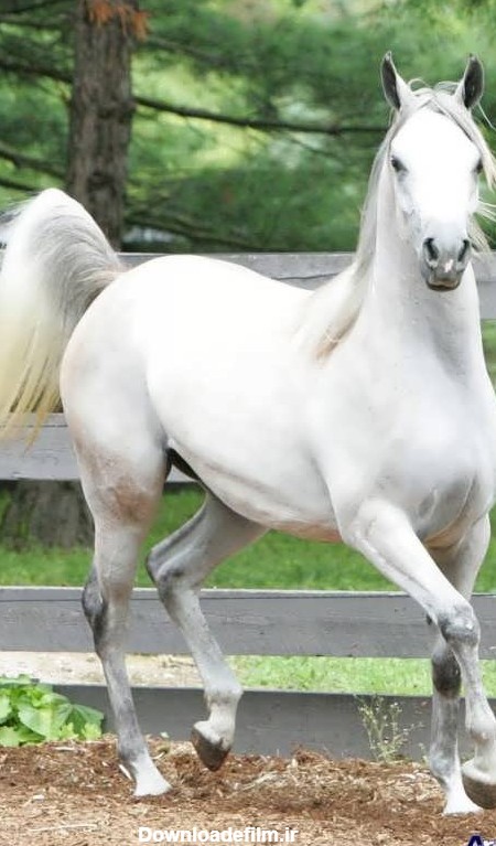 عکس اسب سفید ترکمن