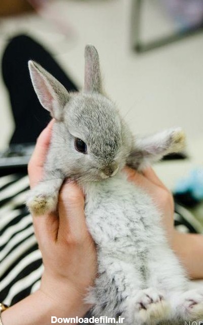 عکس خرگوش بچه