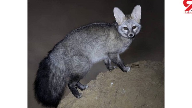 عکس  زیباترین روباه ایران را ببینید ! / شاه روباه جذاب ایرانی !