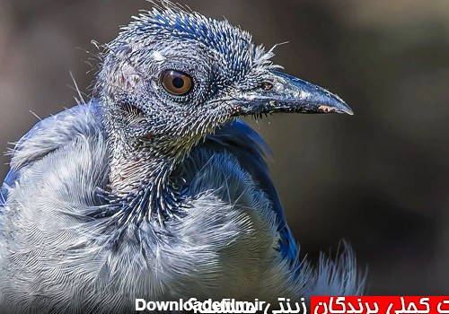 علت کچلی پرندگان زینتی چیست؟ - چیکن دیوایس