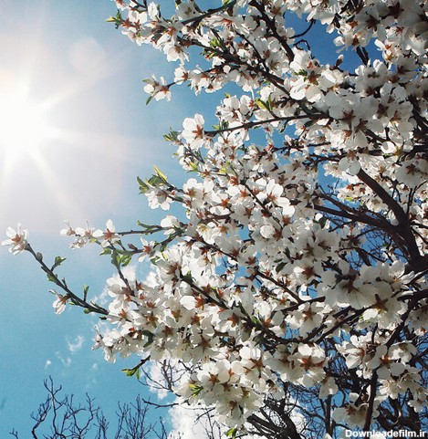 عکس فصل بهار برای دسکتاپ