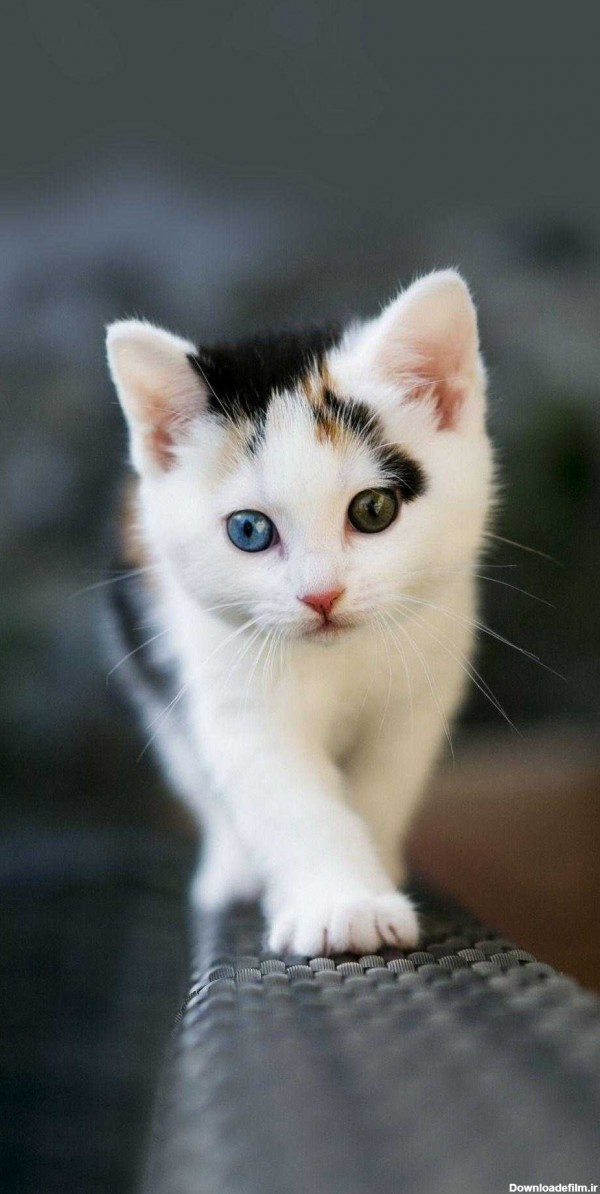 عکس گربه های زیبا برای پروفایل
