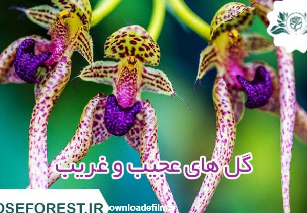 گل های عجیب و غریب در ایران و جهان را بشناسید! + عکس - رزفارست