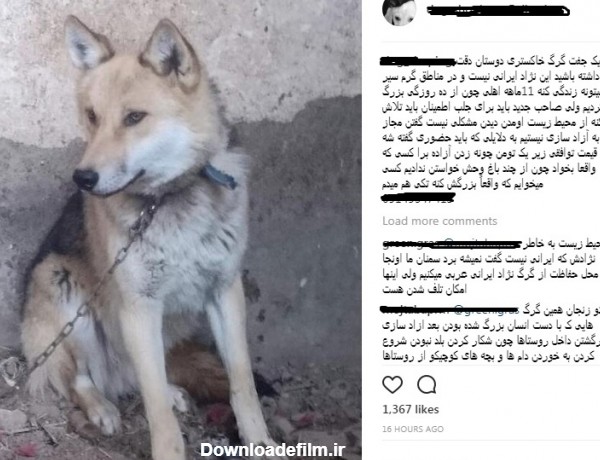 فروش گرگ به عنوان حیوان خانگی در ایران! + عکس و قیمت