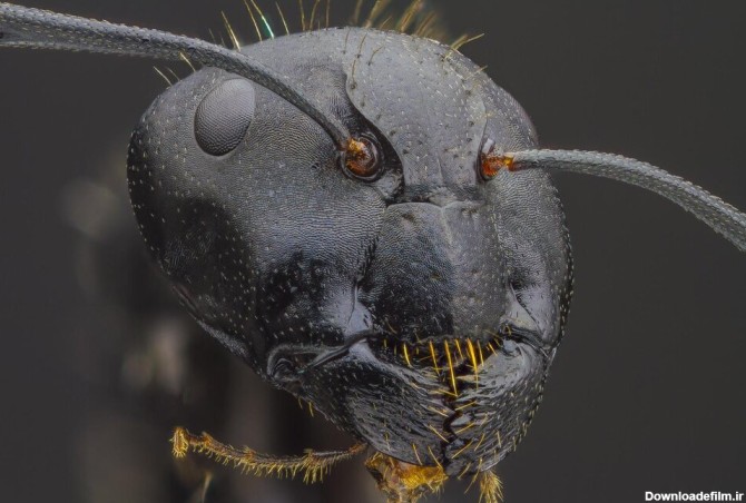 صورت ترسناک مورچه از نزدیک! + عکس
