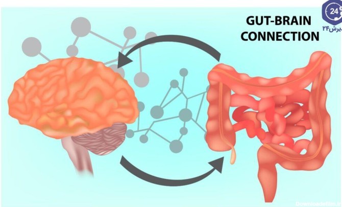 ارتباط روده و مغز زمینه اثر تغذیه بر مغز و سیستم عصبی