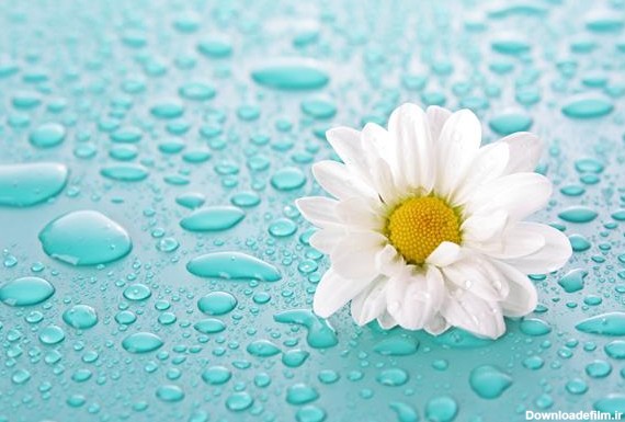 گل سفید و قطره های آب