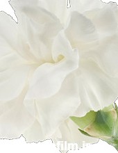 گل میخک سفید | رضوان مرجع خرید تاج گل اینترنتی و آنلاین
